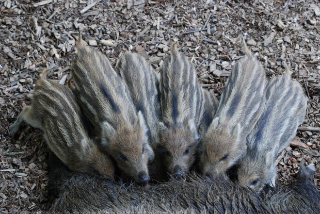  Image name: 18 Cinghiale.jpg 
 width: 660 pixel 
 height: 441 pixel 
 Size: 106556 bytes 
 Click to enlarge 